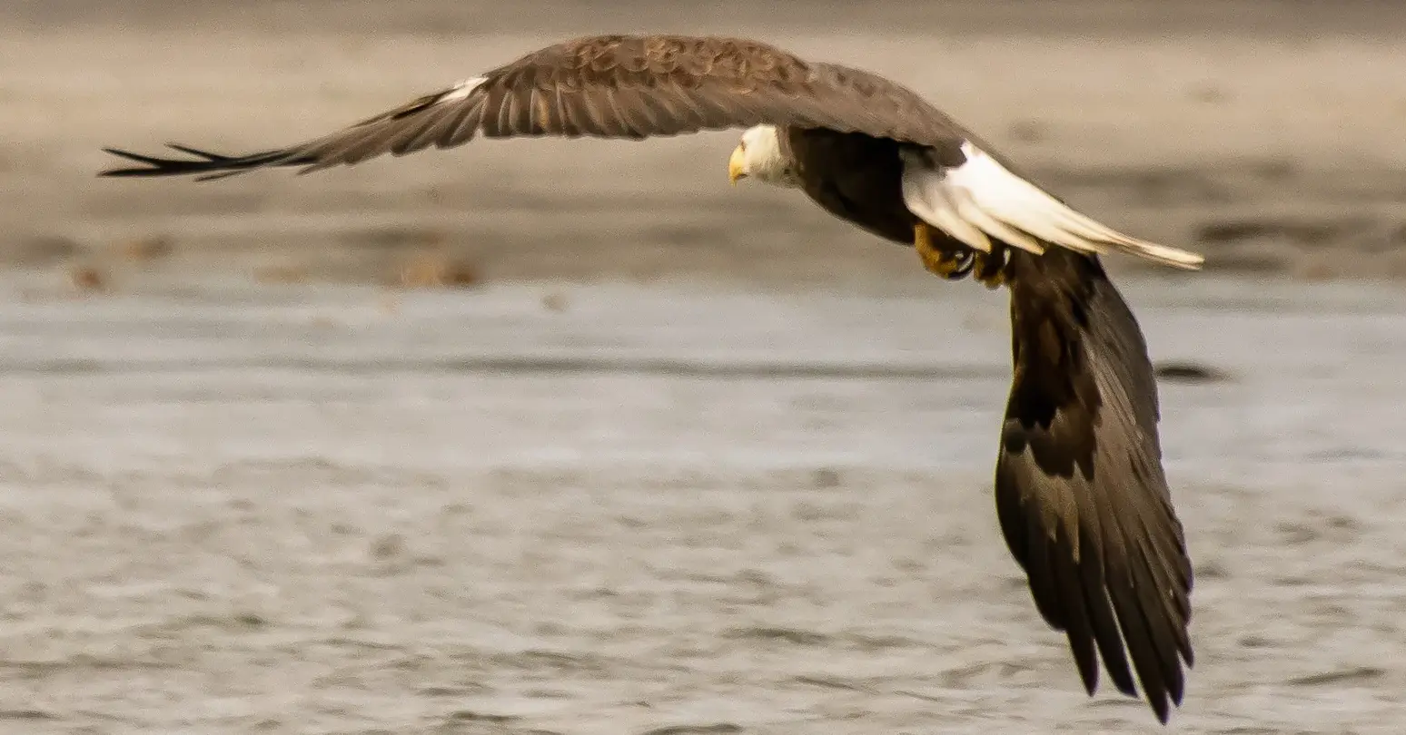 eagle flying away