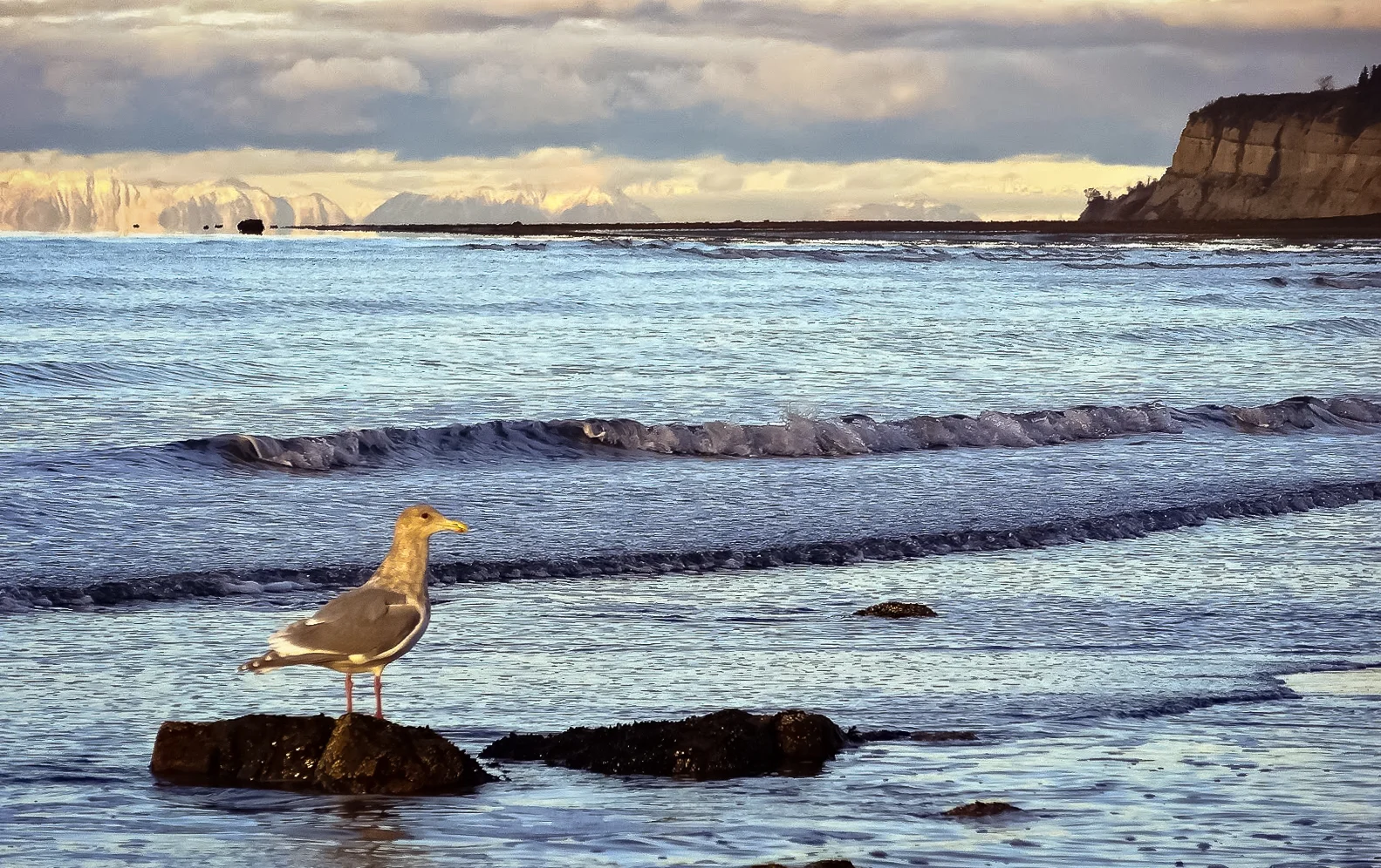 seagull on the beach