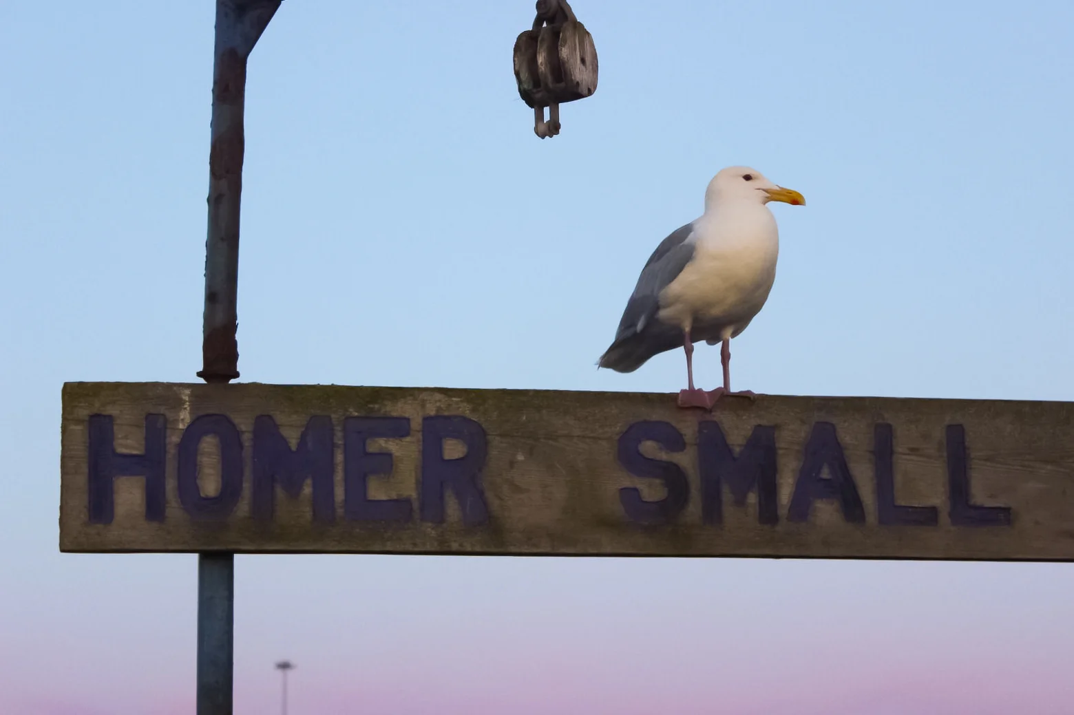seagull on a homer sign