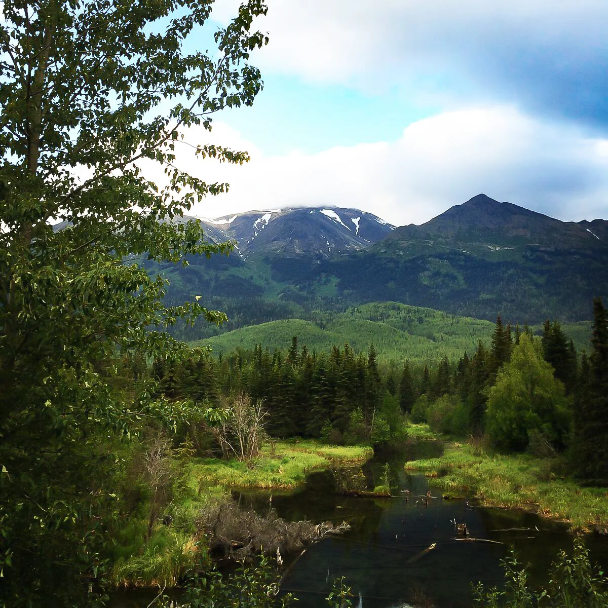 picture of alaska greenery