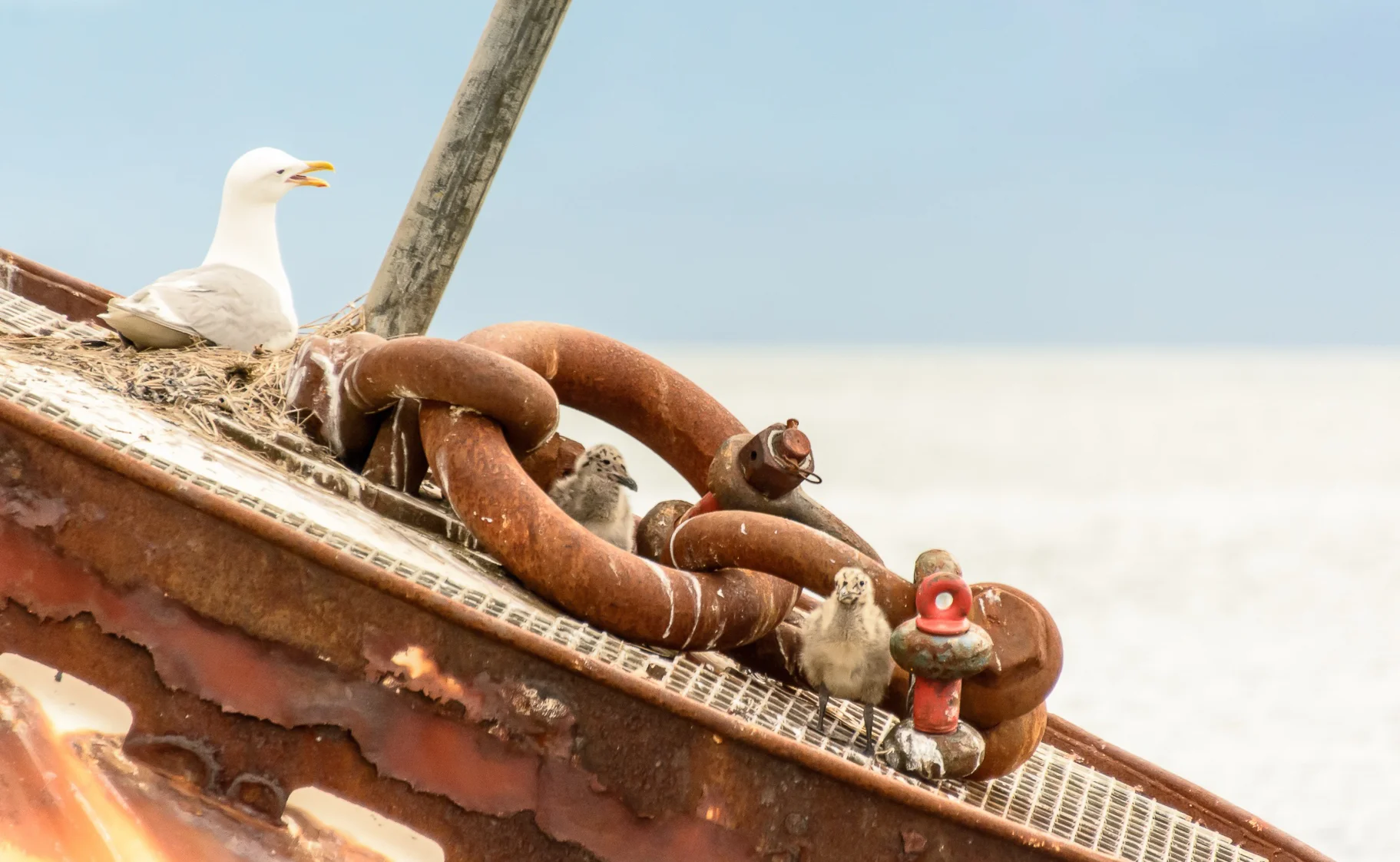 seagull nest on a buoy