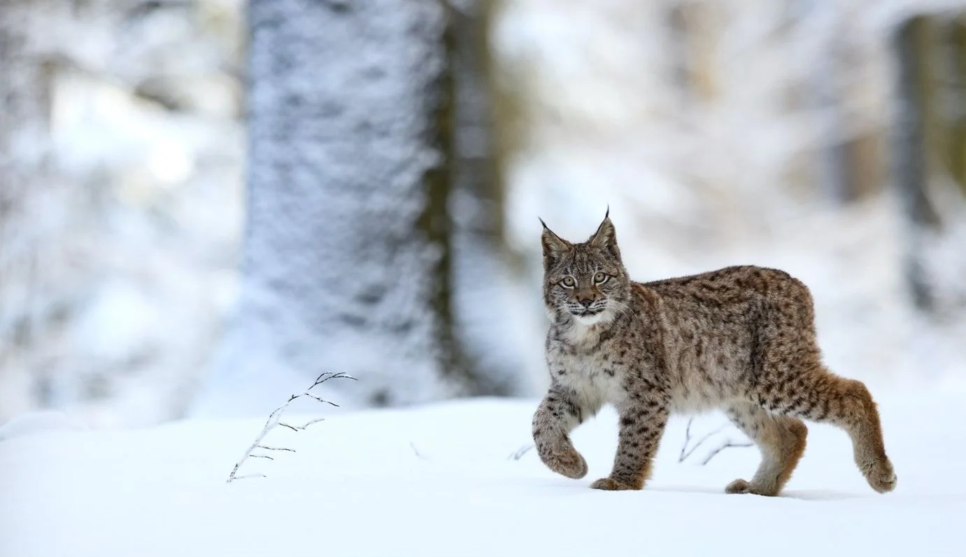 lynx