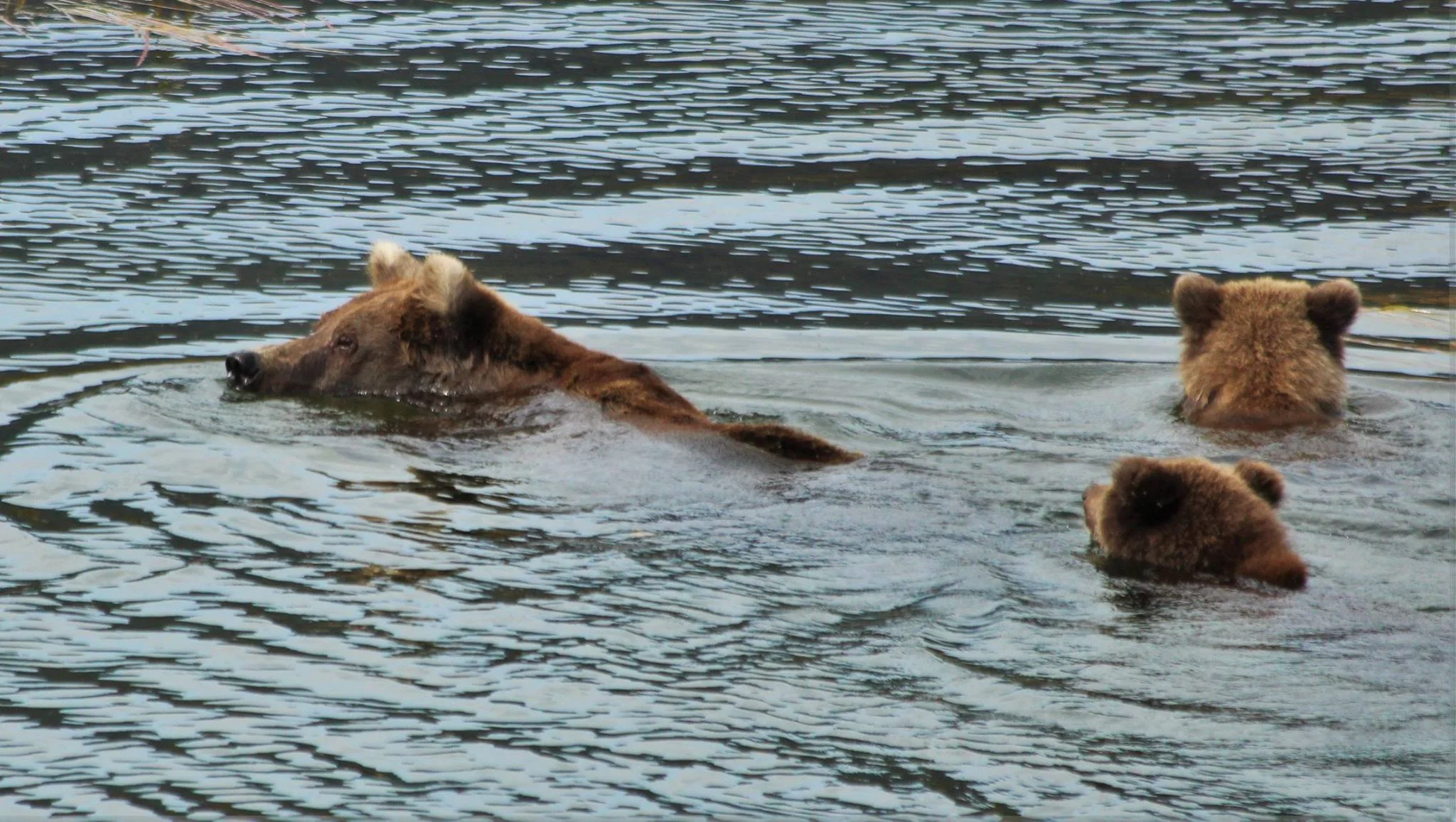 bears swimming