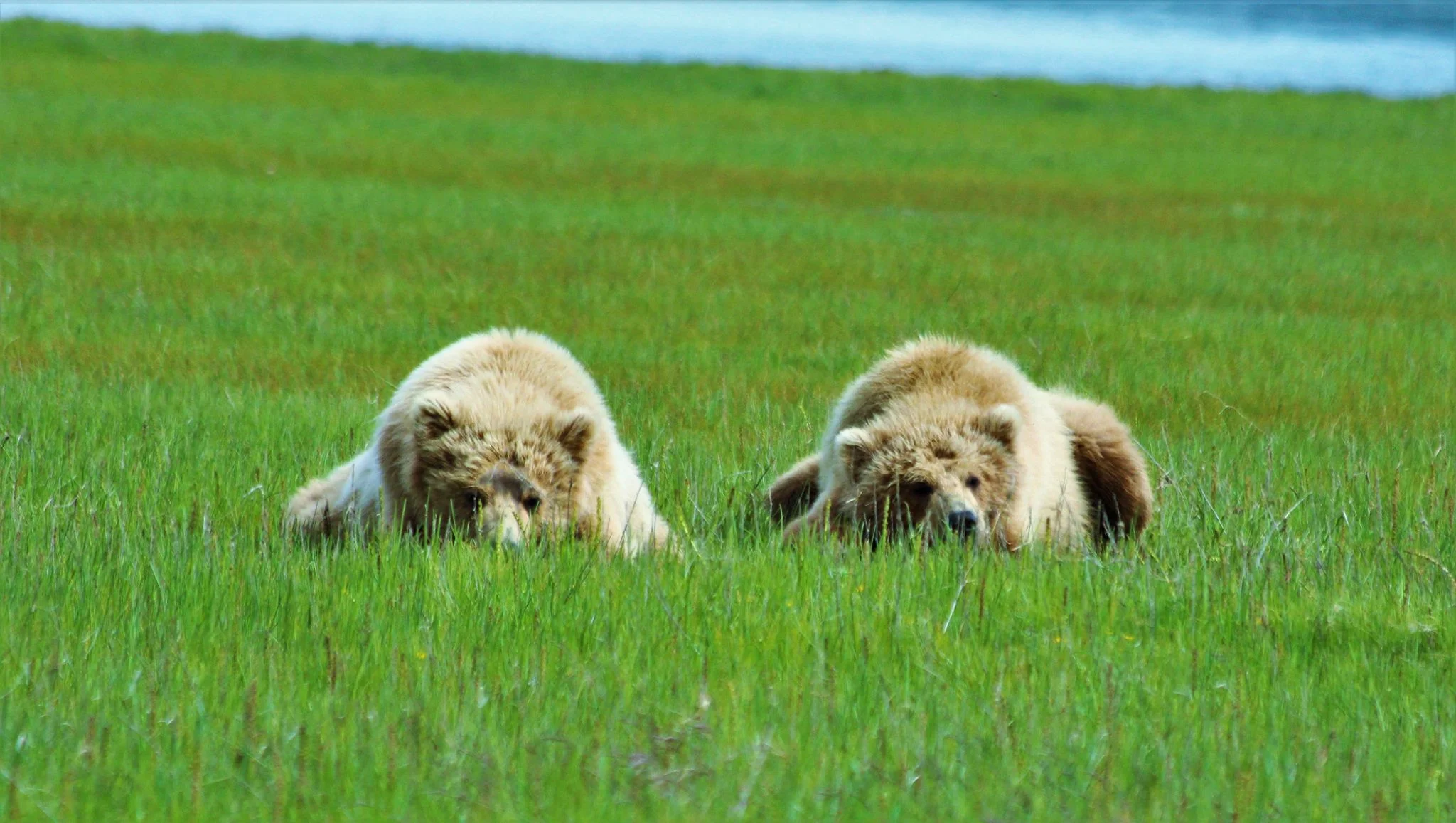 two bears