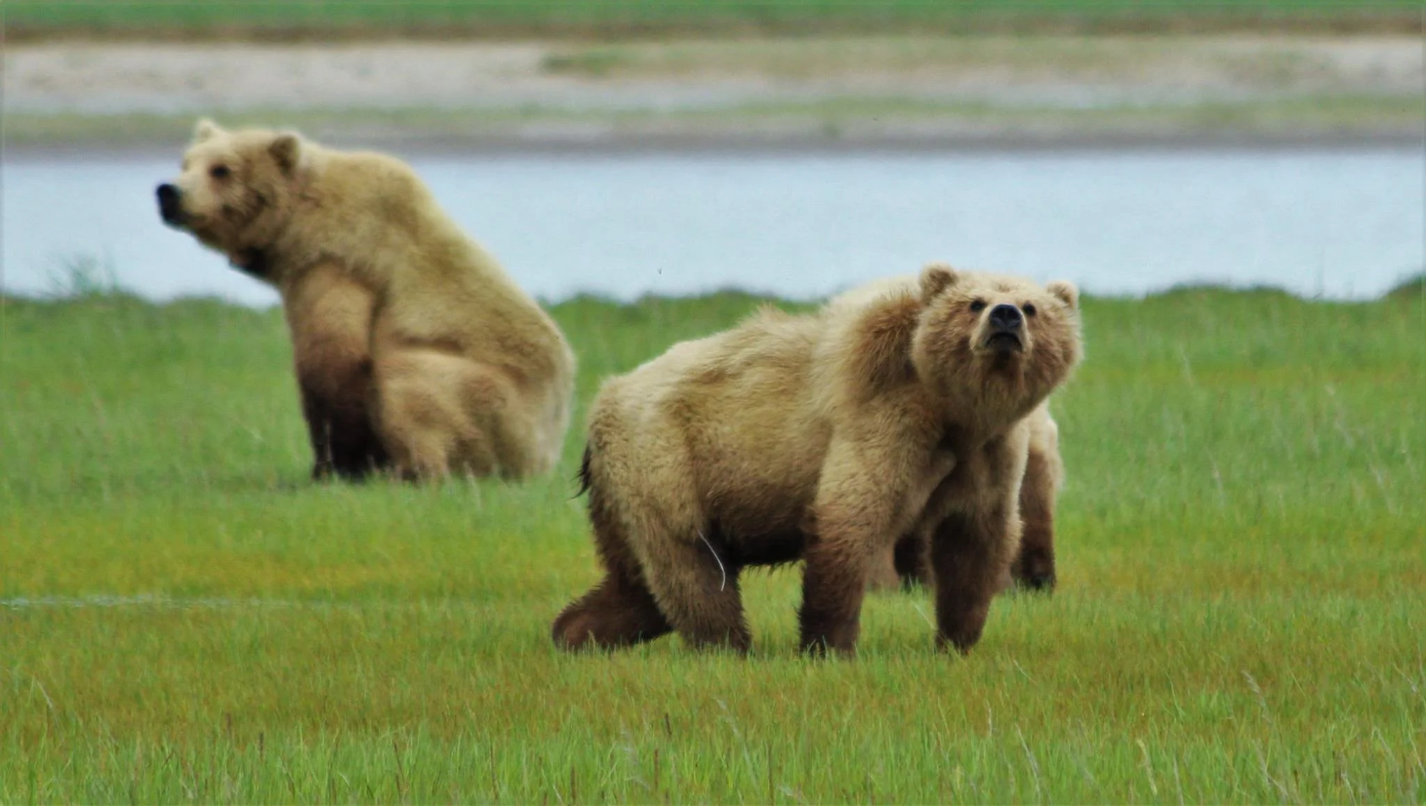 two bears