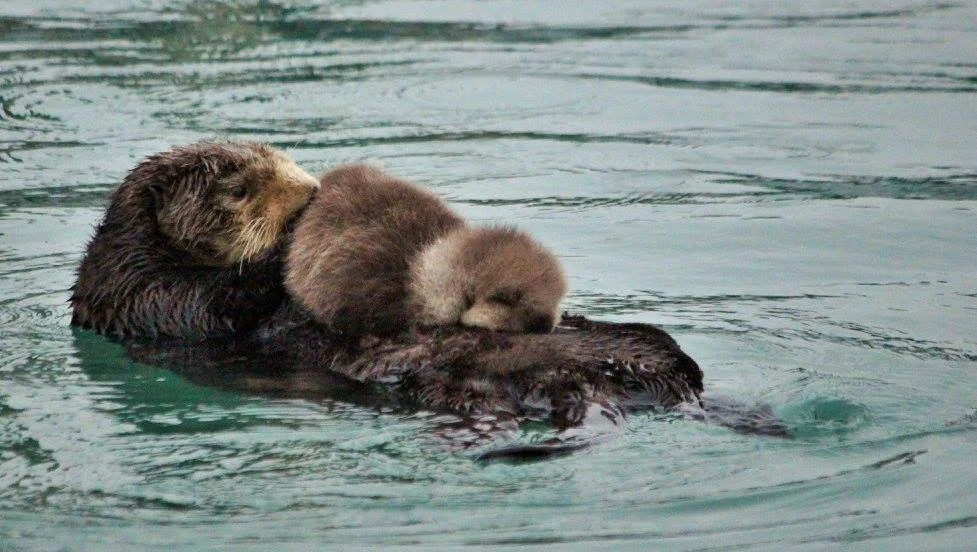 mom and baby otter