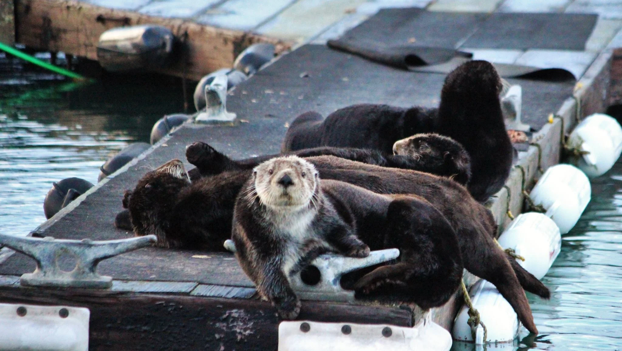 otters on a pier