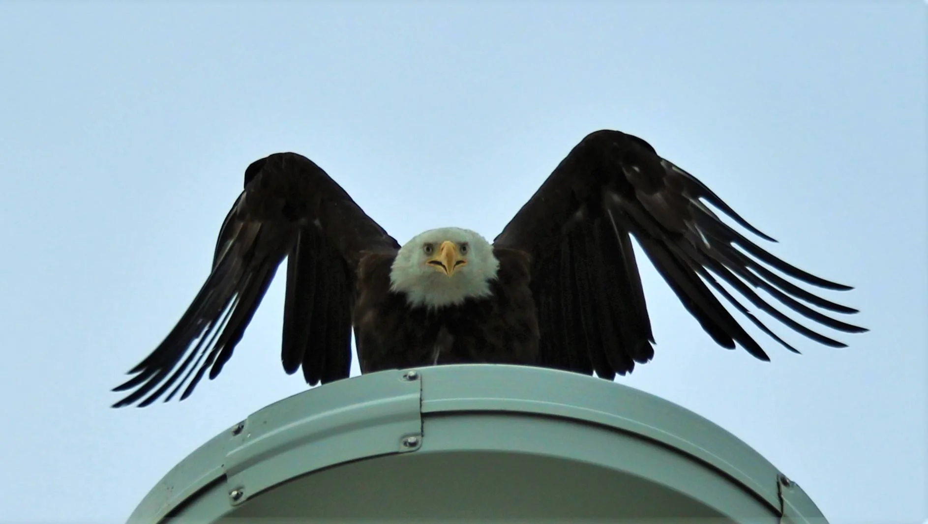 eagle posing