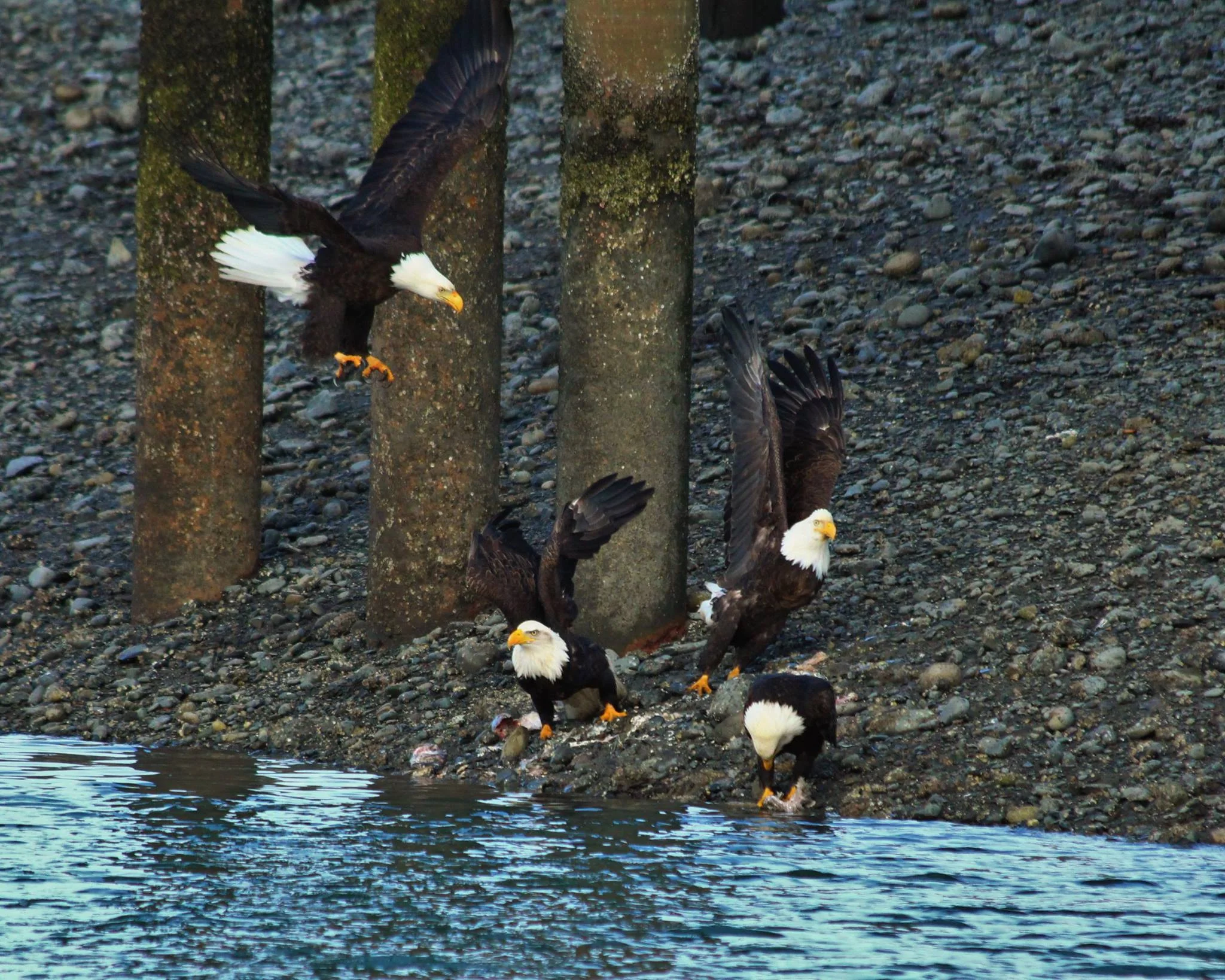 eagles flocking