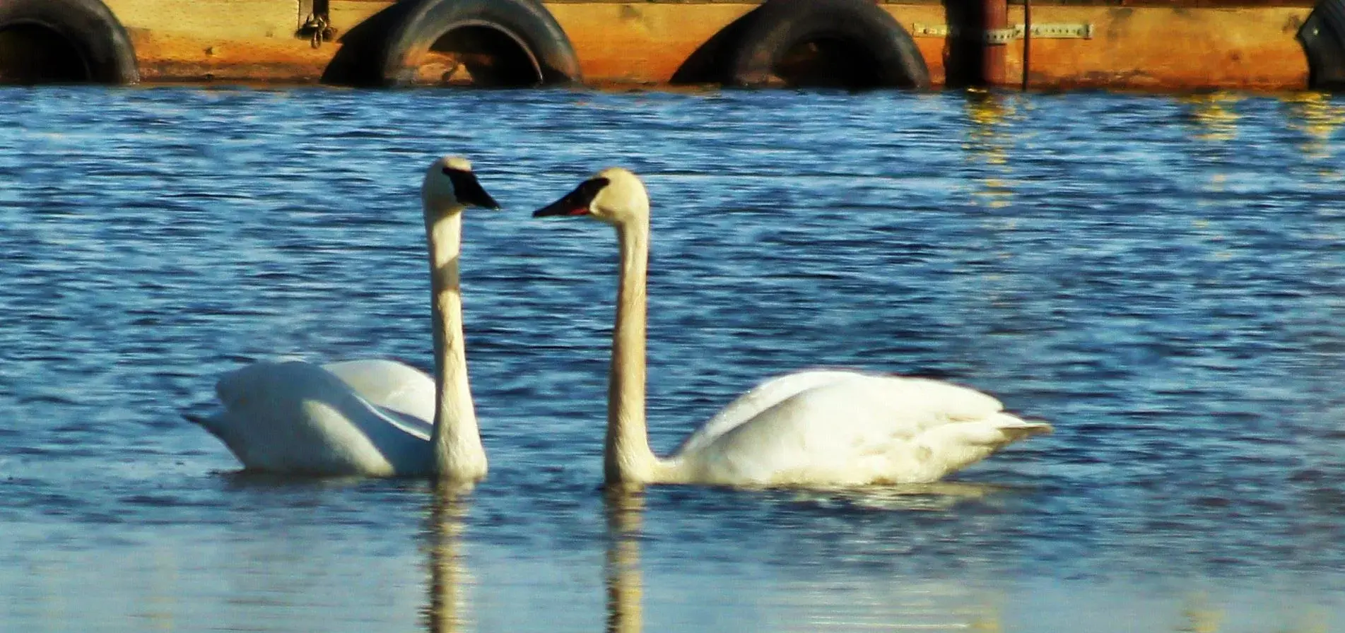 two swans